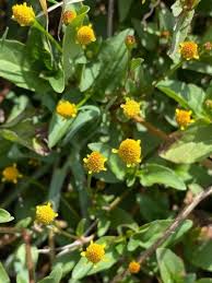 Image result for Girardinia bullosa