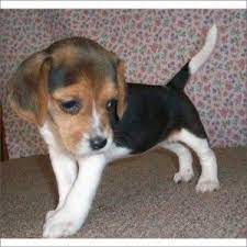 Click here to be notified when new beagle puppies are listed. Beagle Puppies For Sale In Ohio Cute Puppies Beagle Puppy Adoptable Beagle Puppies For Sale