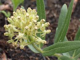 Image result for Asclepias schumanniana