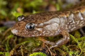 Image result for Macrotyloma rupestre × densiflo