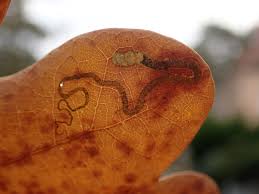 Image result for Stigmella basiguttella