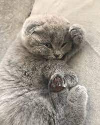 En Tatli Uyku Scottishfold Scottish Scottishstraight Scottish_fold Scottishfolds Scottishcat Scottish Fold Kittens Cat Scottish Fold Scottish Fold