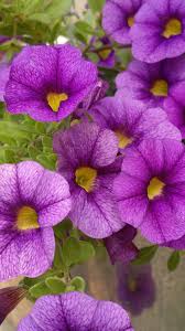 The blooms below range in shades from light lilac to deep violet. 22 Purple Flowers For Gardens Perennials Annuals With Purple Blossoms