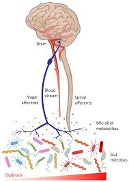 Frontiers | The microbiota-gut-brain axis in stress and depression