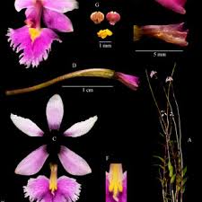 Image result for Liparis killmanniae