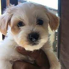 Maybe you would like to learn more about one of these? San Diego Ca Havanese Meet Cassie A Pet For Adoption
