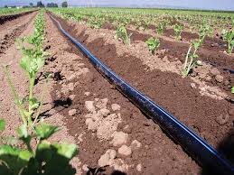Drip Irrigation Systems Dos And Don Ts Fruit Vegetable Magazinefruit Vegetable Magazine