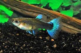 Pin On Fish