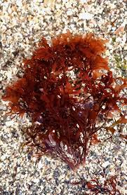 Image result for Microcoelia physophora