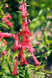 Image result for Penstemon hartwegii