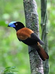 Image result for Vangueria vestita