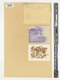 Image result for Pimpinella sp. A. of FZ 4: 594