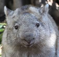 Image result for Common wombat