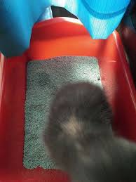 Entah itu yang buas maupun yang tidak. 3 Penyebab Kucing Mengeluarkan Pup Berdarah Dan Solusinya Binatang Peliharaan