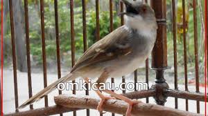Download now apa perbedaan murai jantan dan betina. Beberapa Cara Mengatasi Over Birahi Pada Burung Ciblek Om Kicau