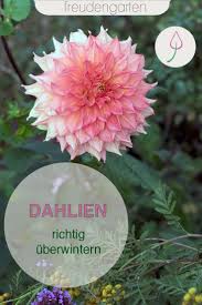 Dahlien Uberwintern Knollen Richtig Ausgraben Und Lagern Dahlien Pflanzen Garten Pflanzen