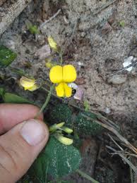 Image result for Rhynchosia caribaea