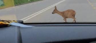 Sono frequenti nel territorio questo tipo di incidenti, spesso con conseguenze anche più gravi a discapito. Cerriore Capriolo Sbuca D Improvviso Sulla Strada Incidente Per Un Auto Il Biellese