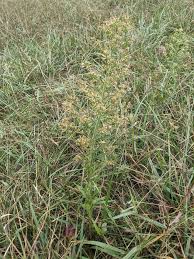 Image result for Erigeron canadensis