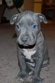 Grey Pitbull Puppy Google Search Cute Dogs Cute Animals Beautiful Dogs