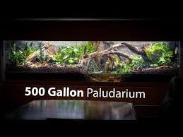 I Built A 500 Gallon Paludarium At Pondemonium Youtube In 2020 Gallon Aquascape Building