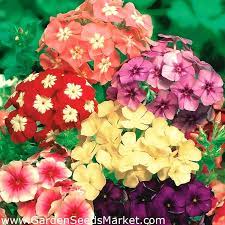 Annual Phlox Drummond S Phlox Mixed Seeds Phlox Drummondii 250 Seeds Garden Seeds Market Free Shipping