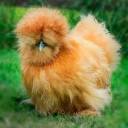 Bantam Silkies For Sale. Poultry Breeders Directory.