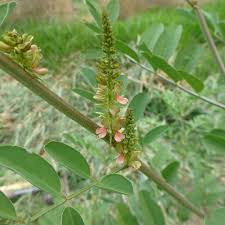 Image result for Indigofera subulata