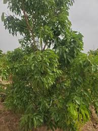 Image result for Isoberlinia doka