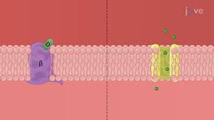 Image result for Antiarrhythmic