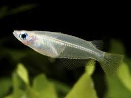 Spawn Eggs Of Oryzias Javanicus Banten Indonesia