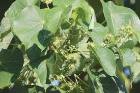 Image result for Macaranga schweinfurthii