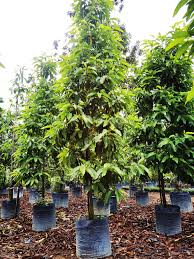 Arbuscular mycorrhiza (am) and fertilizer are believed to have the ability to increase tree growth in the nursery and in the field. Cheng Nursery Posts Facebook