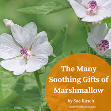 The plant blooms from july to september and resembles hollyhock (althaea rosea). Marshmallow