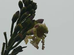 Image result for Oroxylum