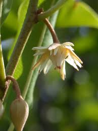 Image result for Mimusops elengi