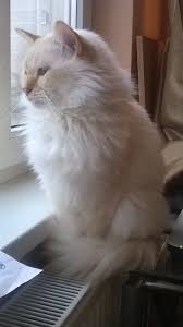 Birman Kittens For Sale Price Burman Cat Ginger Cat Beauty Birman Cat Ginger Cats Cats