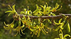 Image result for Turraea nilotica