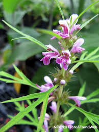 Image result for Leonurus japonicus