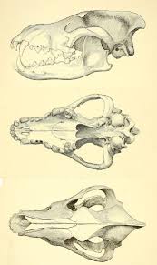 J C Merriam 1911 Canis Dirus Skull Dire Wolf Dog Skull Wolf Skull Animal Skeletons