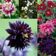 Stellata 'black barlow' granny's bonnet. Aquilegia Barlow Collection Double J Parker Dutch Bulbs
