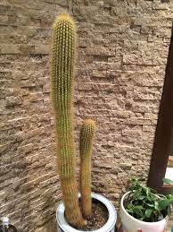 Shop the planet desert cactus collection for unique and beautiful cacti to add to your collection of plants. 20 Year Old Cactus