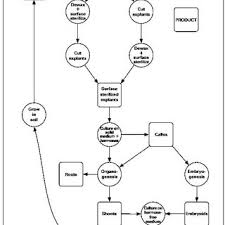 Flow Chart Summarizing Plant Cell And Tissue Culture