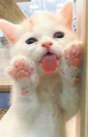 En Sevdigim Seydir Cam Yalamak Tiere Babytiere Baby Katzen