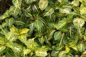 Image result for Aspilia mendoncae