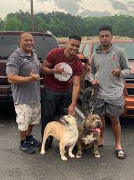 Check spelling or type a new query. Georgia Pitbull Puppies For Sale Xl Pitbulls Xxl American Bully