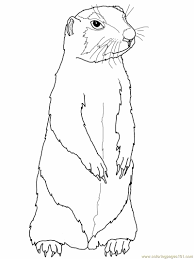 Explore and learn everything about marmots, download marmot wallpapers and marmot coloring pages. Prairie Gopher Or Prairie Dog Coloring Page For Kids Free Gopher Or Prairie Dog Printable Coloring Pages Online For Kids Coloringpages101 Com Coloring Pages For Kids