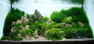 Great Cliffside Aquascape Aquascape Aquarium Nature Aquarium