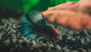 Best Substrate For Bettas Thefishkeeping Com