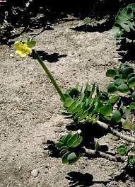 Image result for Portulacaceae